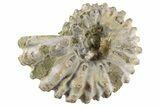 Bumpy Ammonite (Douvilleiceras) Fossil - Madagascar #343798-1